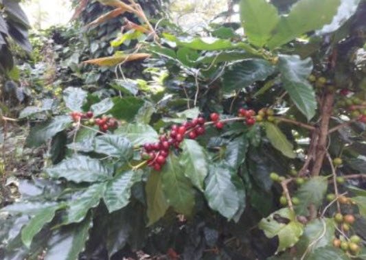 Coffee Garden